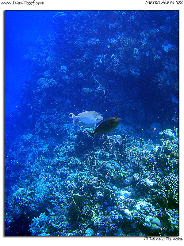 Holiday Beach Resort Beach Marsa Alam Red Sea Lagoon