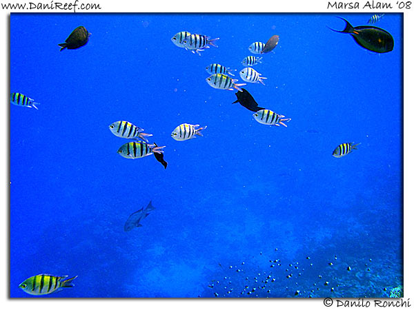 Holiday Beach Resort Beach Marsa Alam Red Sea Lagoon