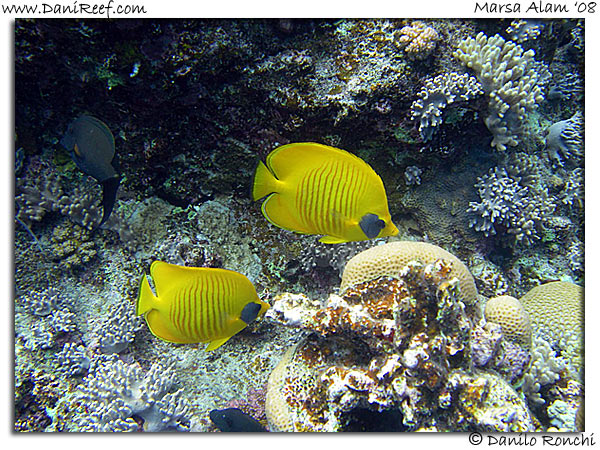 Holiday Beach Resort Beach Marsa Alam Red Sea Lagoon