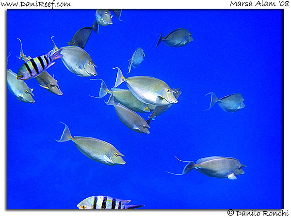 Holiday Beach Resort Beach Marsa Alam Red Sea Lagoon
