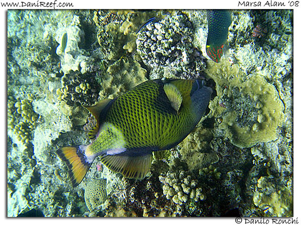 Holiday Beach Resort Beach Marsa Alam Red Sea Lagoon
