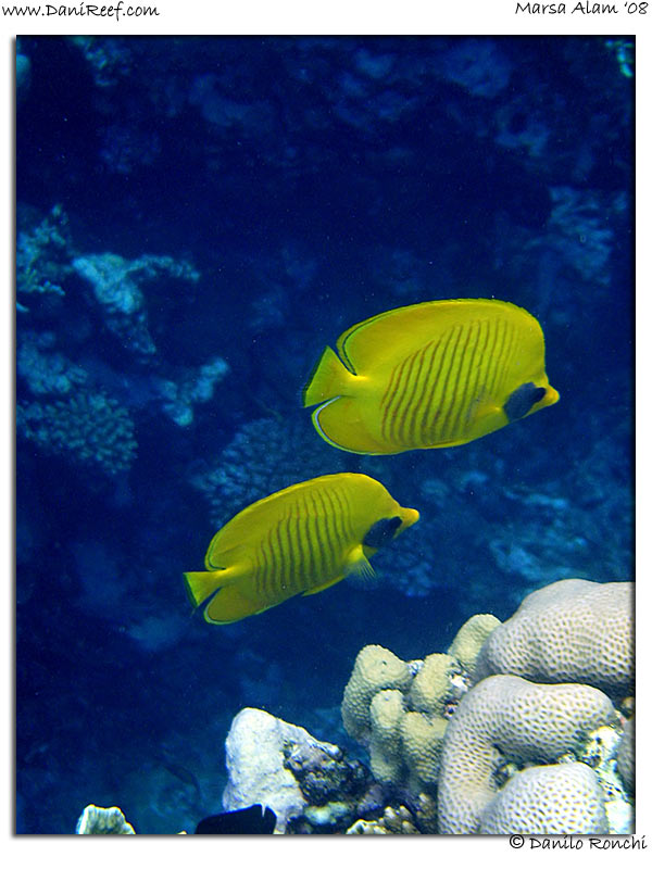 Holiday Beach Resort Beach Marsa Alam Red Sea Lagoon