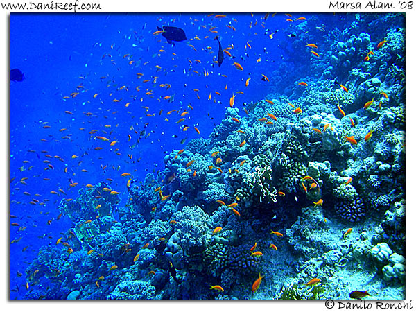 Holiday Beach Resort Beach Marsa Alam Red Sea Lagoon