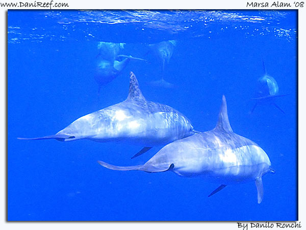 Dolphins Marsa Alam Red Sea