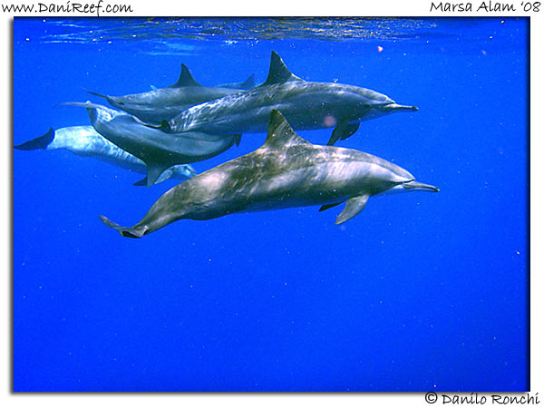 Dolphins Marsa Alam Red Sea