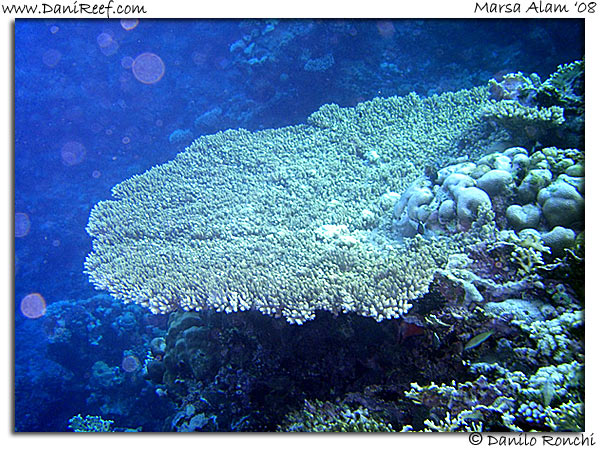 Holiday Beach Resort Beach Marsa Alam Red Sea Lagoon