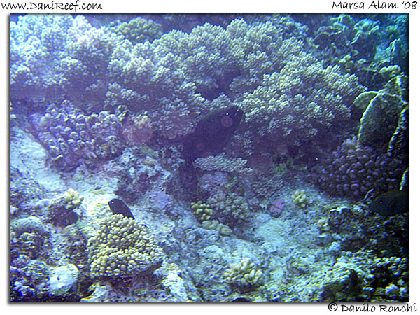 Holiday Beach Resort Beach Marsa Alam Red Sea Lagoon