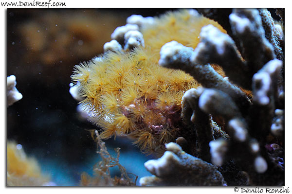 Myrionema amboinense