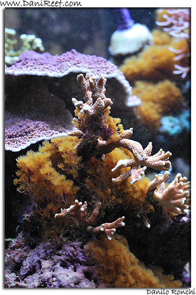 Myrionema amboinense