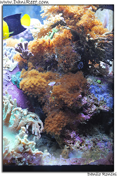 Myrionema amboinense