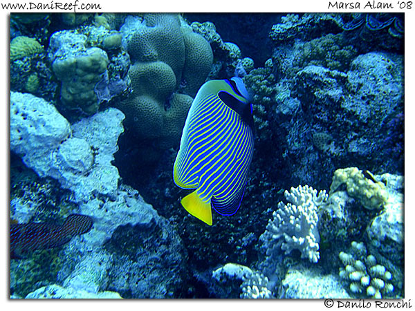 Pomacanthus imperator
