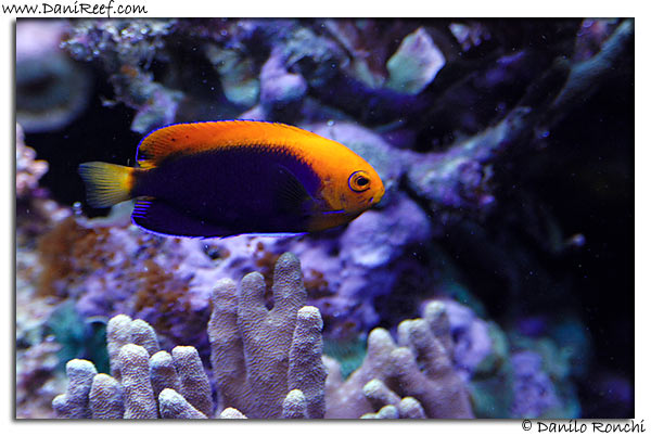 Centropyge acanthops
