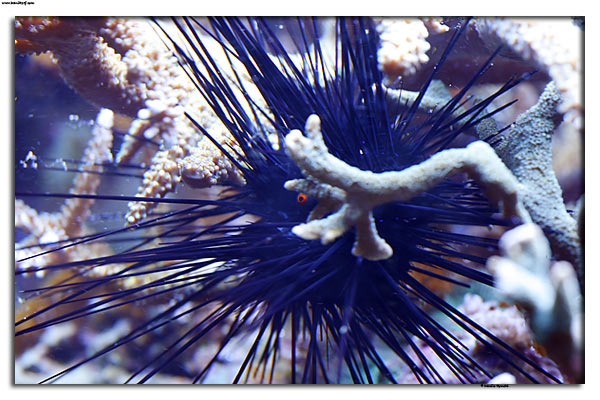 Diadema setosum