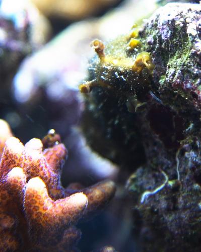 Diadema setosum