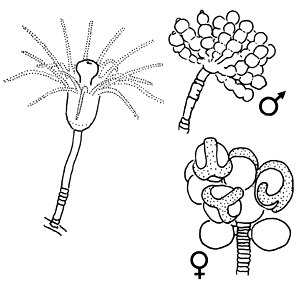 Eudendriidae