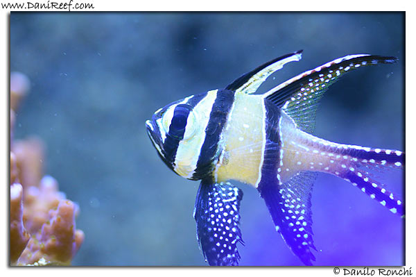 Pterapogon kauderni