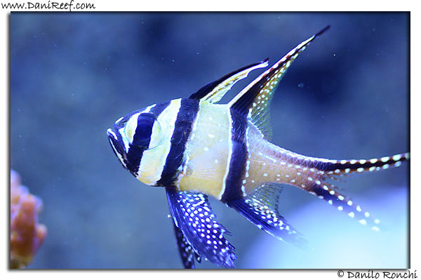 Pterapogon kauderni
