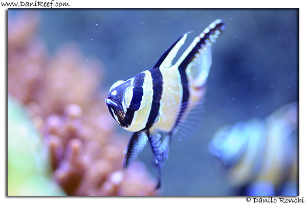Pterapogon kauderni