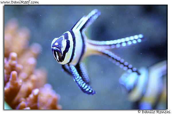Pterapogon kauderni