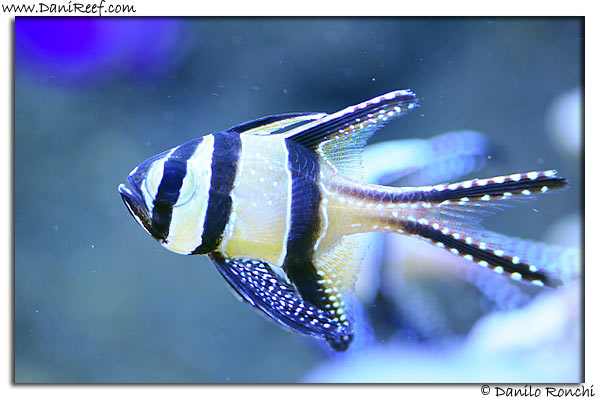 Pterapogon kauderni