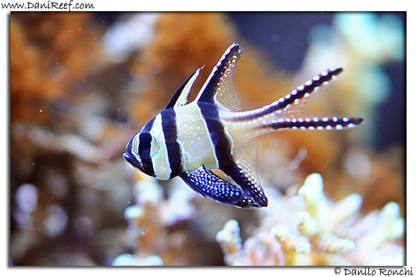 Pterapogon kauderni
