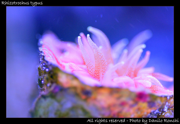Rhizotrochus typus