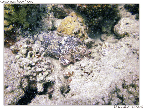 Abu Dabbab - Synanceia verrucosa