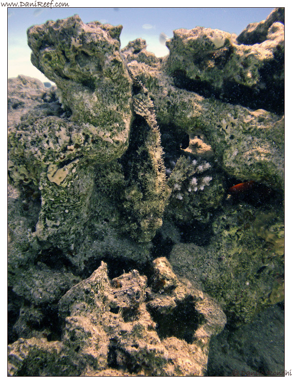 Abu Dabbab - Scorpaenopsis oxycephalus