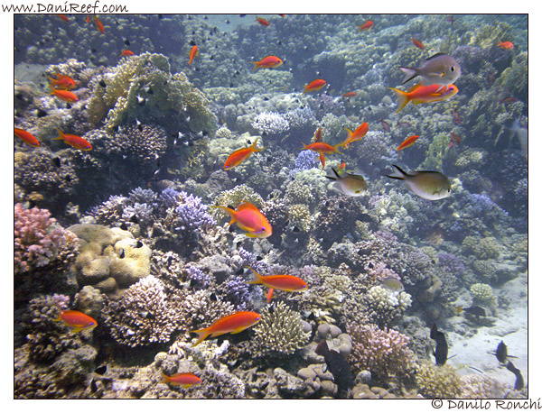 Abu Dabbab - Pseusoanthias squamipinnis