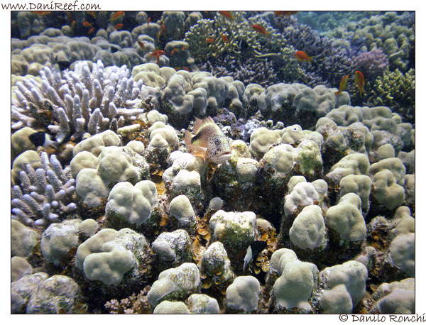 Abu Dabbab - Paracirrithes forsteri