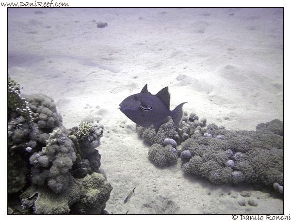 Abu Dabbab - Pesce balestra - Pseudobalistes fuscus
