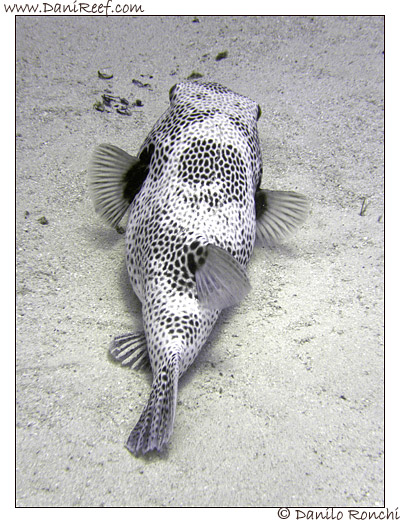 Abu Dabbab - Pesce palla - arothron diadematus