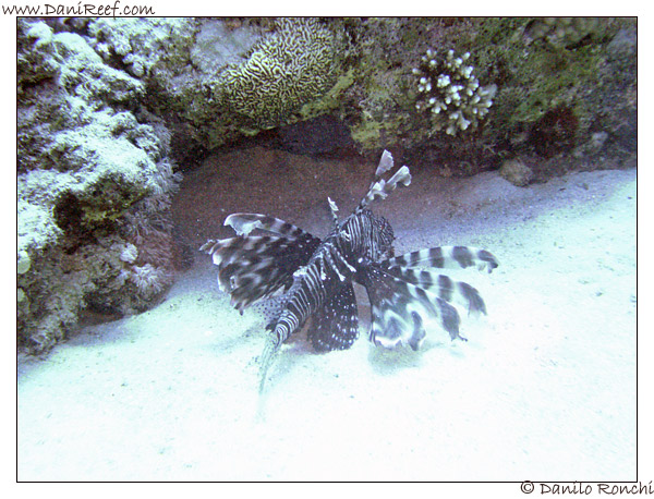 Abu Dabbab - Pesce leone - Pterois volitans