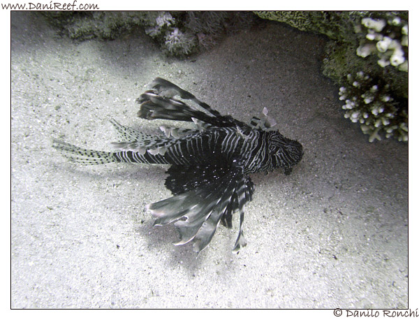 Abu Dabbab - Pesce leone - Pterois volitans