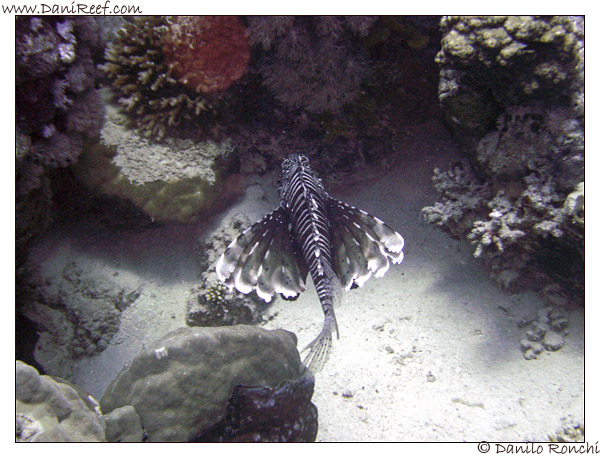 Abu Dabbab - Pesce leone - Pterois volitans