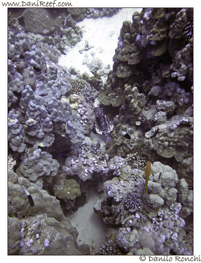Abu Dabbab - Pesce leone - Pterois volitans