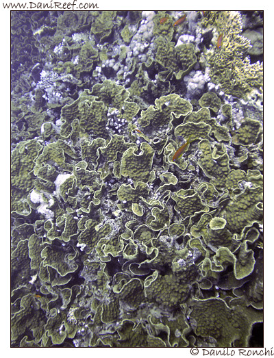 Turbinaria