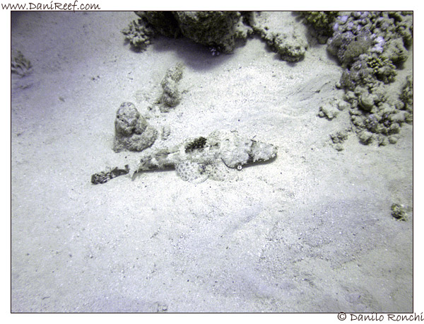 Abu Dabbab - Pesce coccodrillo - Papilloculiceps longiceps