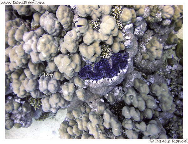 Abu Dabbab - Tridacna maxima