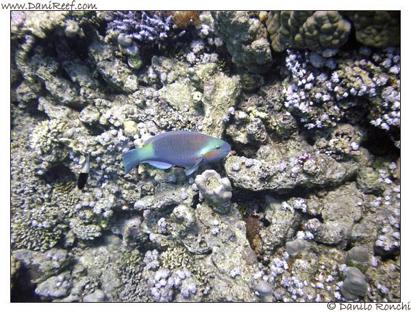 Abu Dabbab - Pesce pappagallo, Scarus ferrugineus 