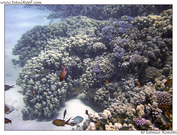Abu Dabbab - Pseudoanthias squamipinnis