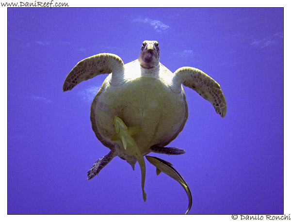 Abu Dabbab - tartaruga verde gigante - Chelonia mydas