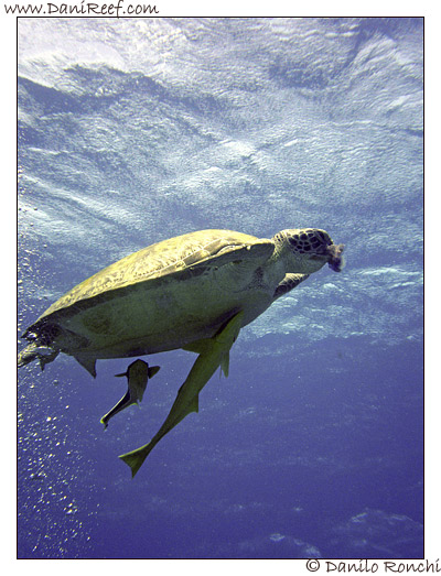 Abu Dabbab - tartaruga verde gigante - Chelonia mydas