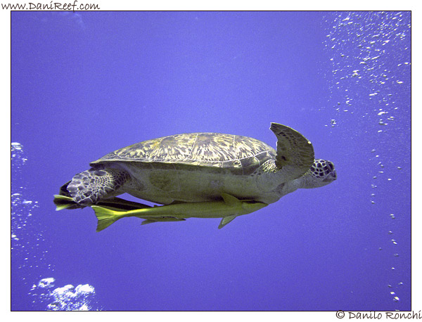 Abu Dabbab - tartaruga verde gigante - Chelonia mydas