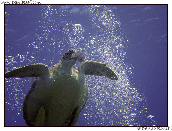 Abu Dabbab - tartaruga verde gigante - Chelonia mydas