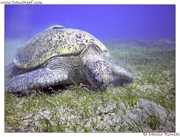 Abu Dabbab - tartaruga verde gigante - Chelonia mydas