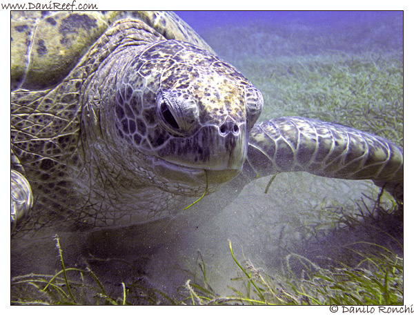 Abu Dabbab - tartaruga verde gigante - Chelonia mydas