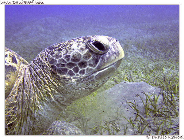 Abu Dabbab - tartaruga verde gigante - Chelonia mydas