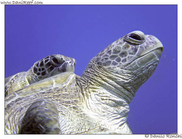 Abu Dabbab - tartaruga verde gigante - Chelonia mydas
