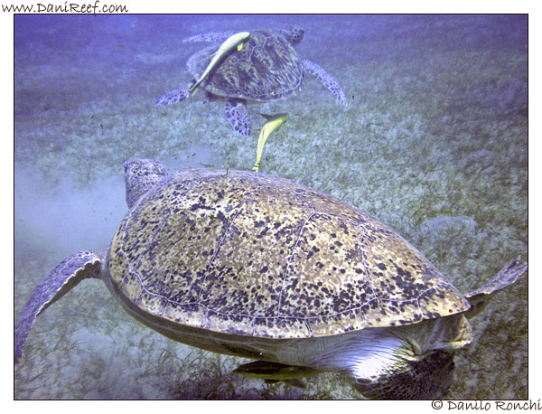 Abu Dabbab - tartaruga verde gigante - Chelonia mydas